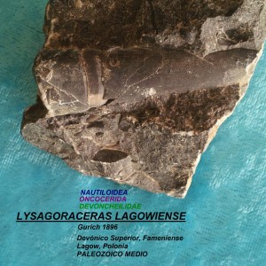 LYSAGORACERAS LAGOWIENSE