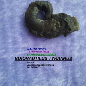 BOIONAUTILUS TYRANNUS