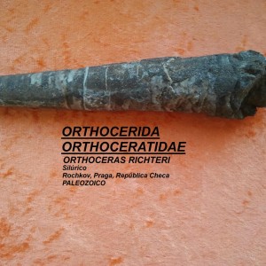 ORTHOCERAS RICHETI