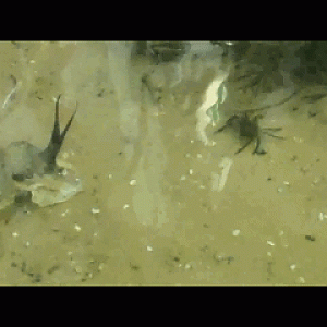 Cuttlefish Attack