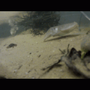 Underwater Attack