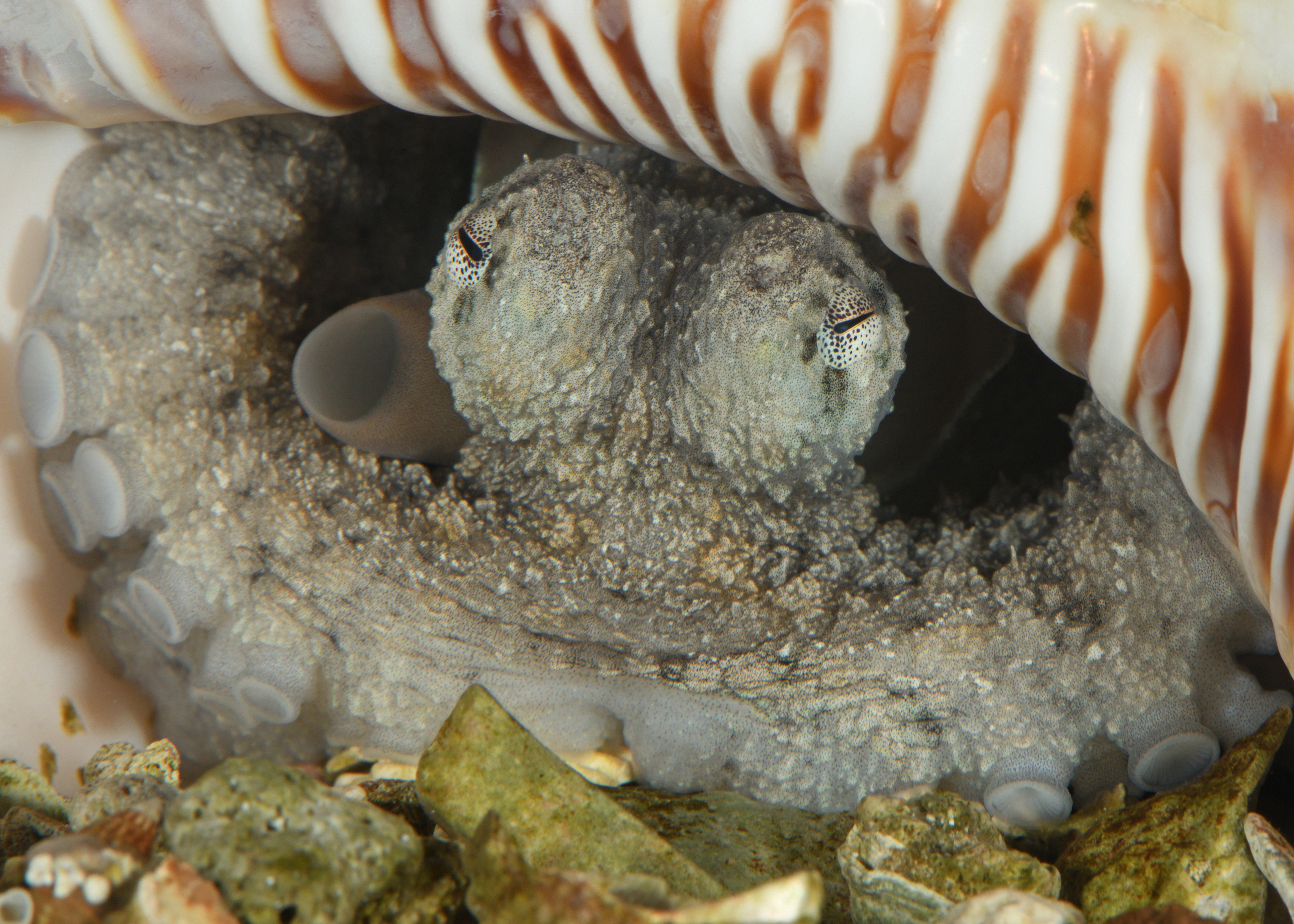 A aculeatus male