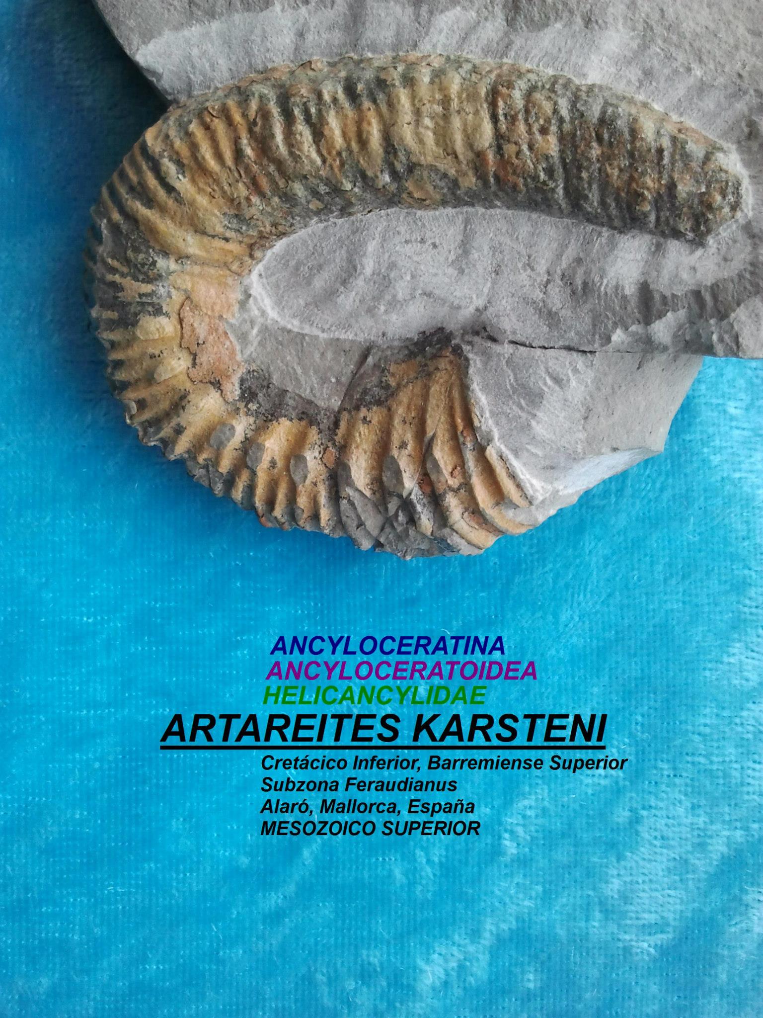 ARTAREITES KARSTENI