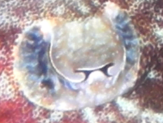 Bandensis Eye Close up