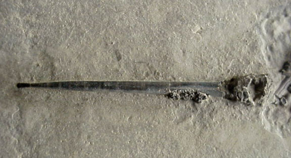 Belemnite displaying gut contents #1