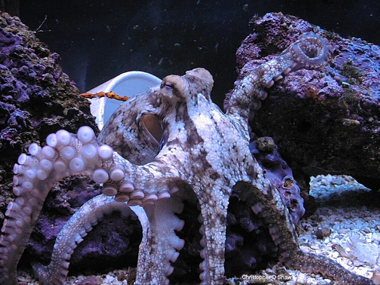 Cephalopoder's Bimac Beast