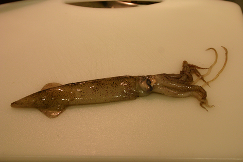 consumption squid