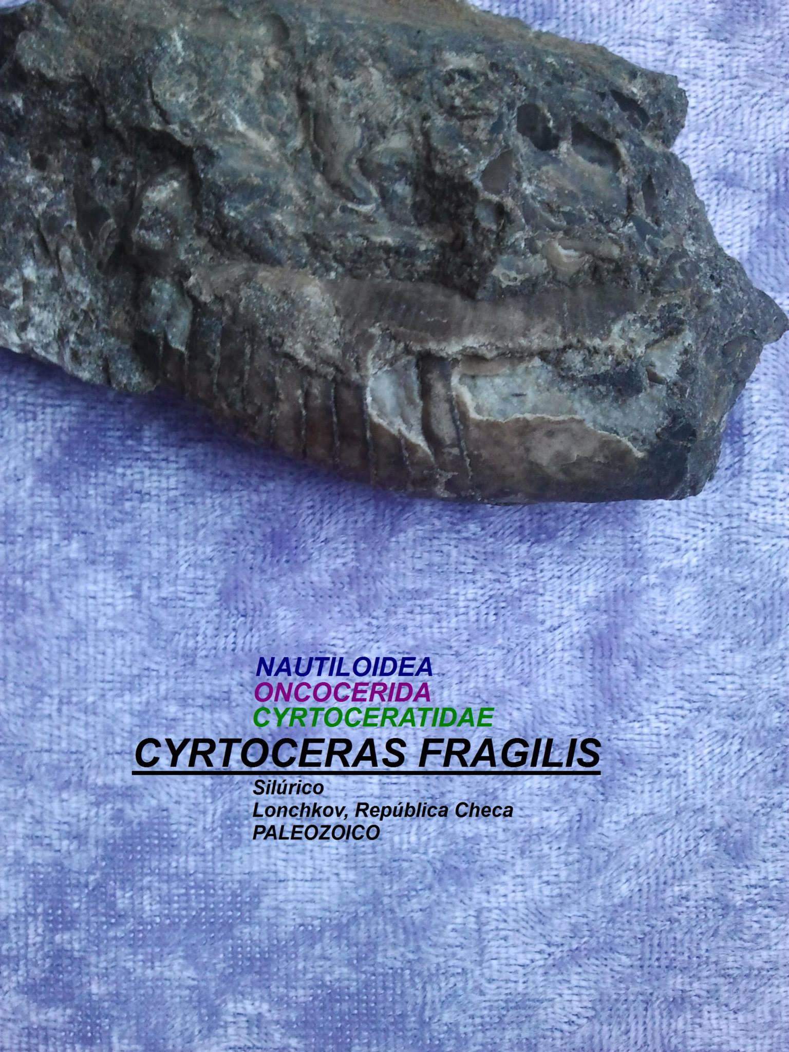 CYRTOCERAS FRAGILIS