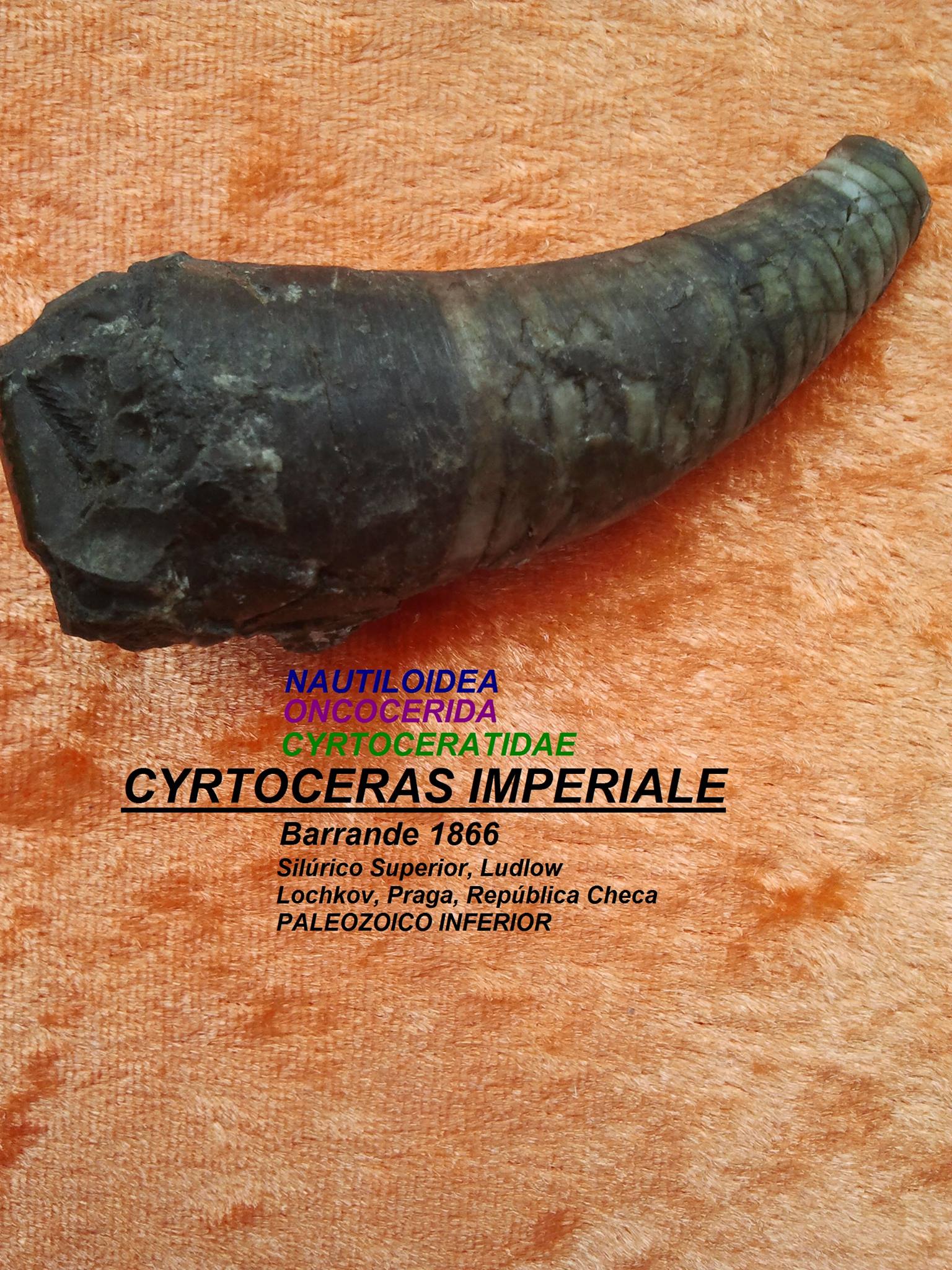CYRTOCERAS IMPERIALE