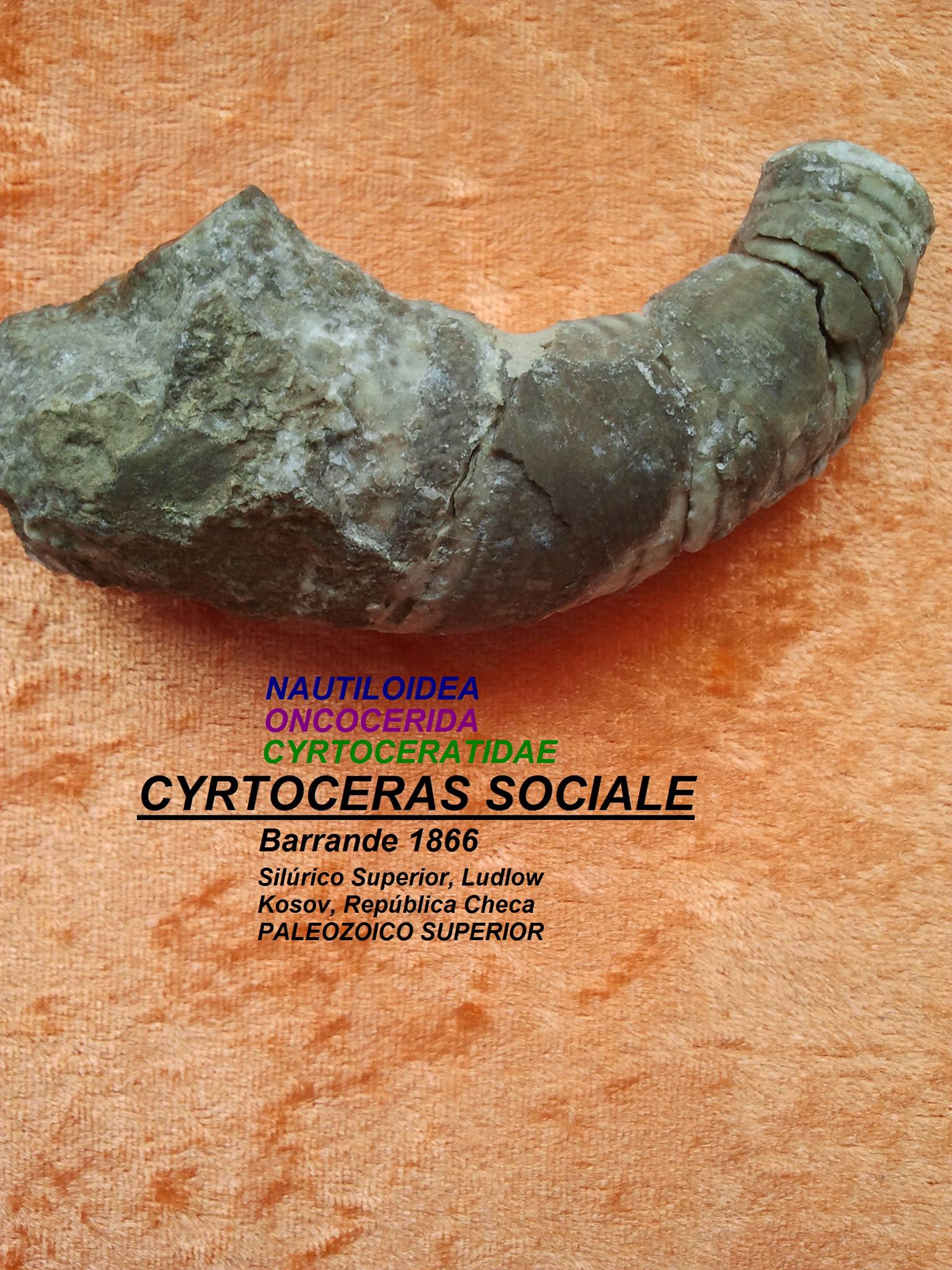 CYRTOCERAS SOCIALE