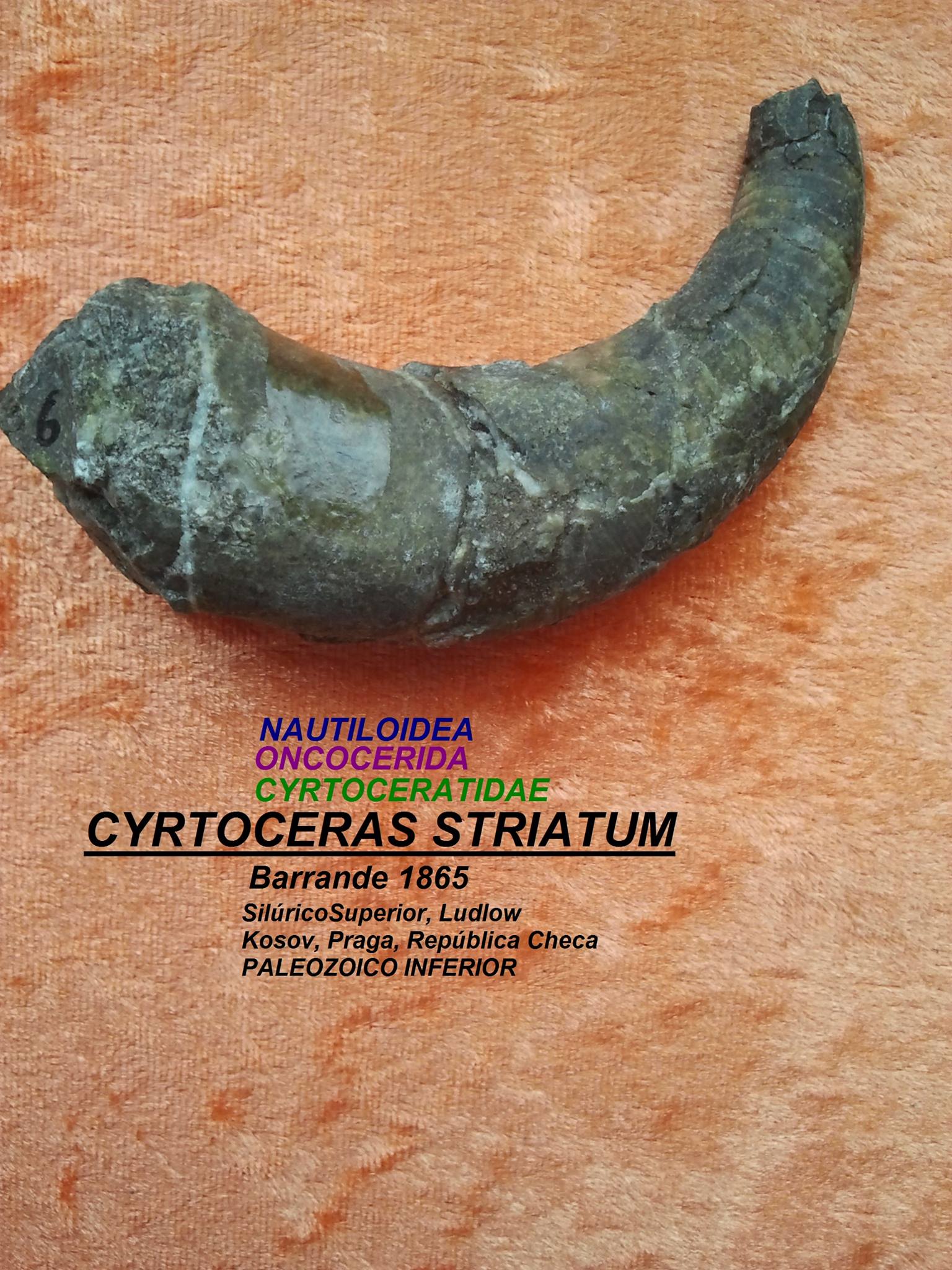 CYRTOCERAS STRIATUM