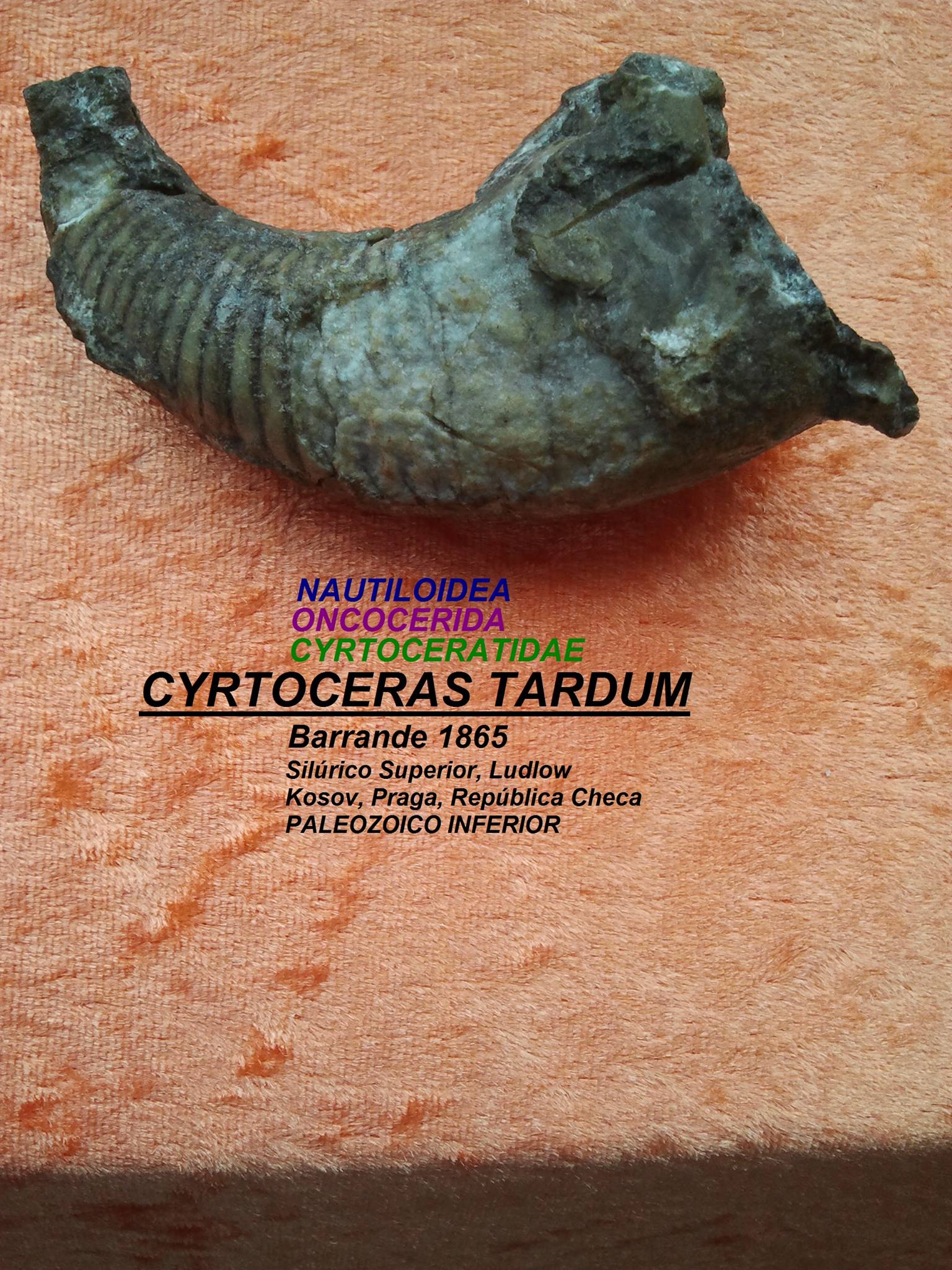 CYRTOCERAS TARDUM