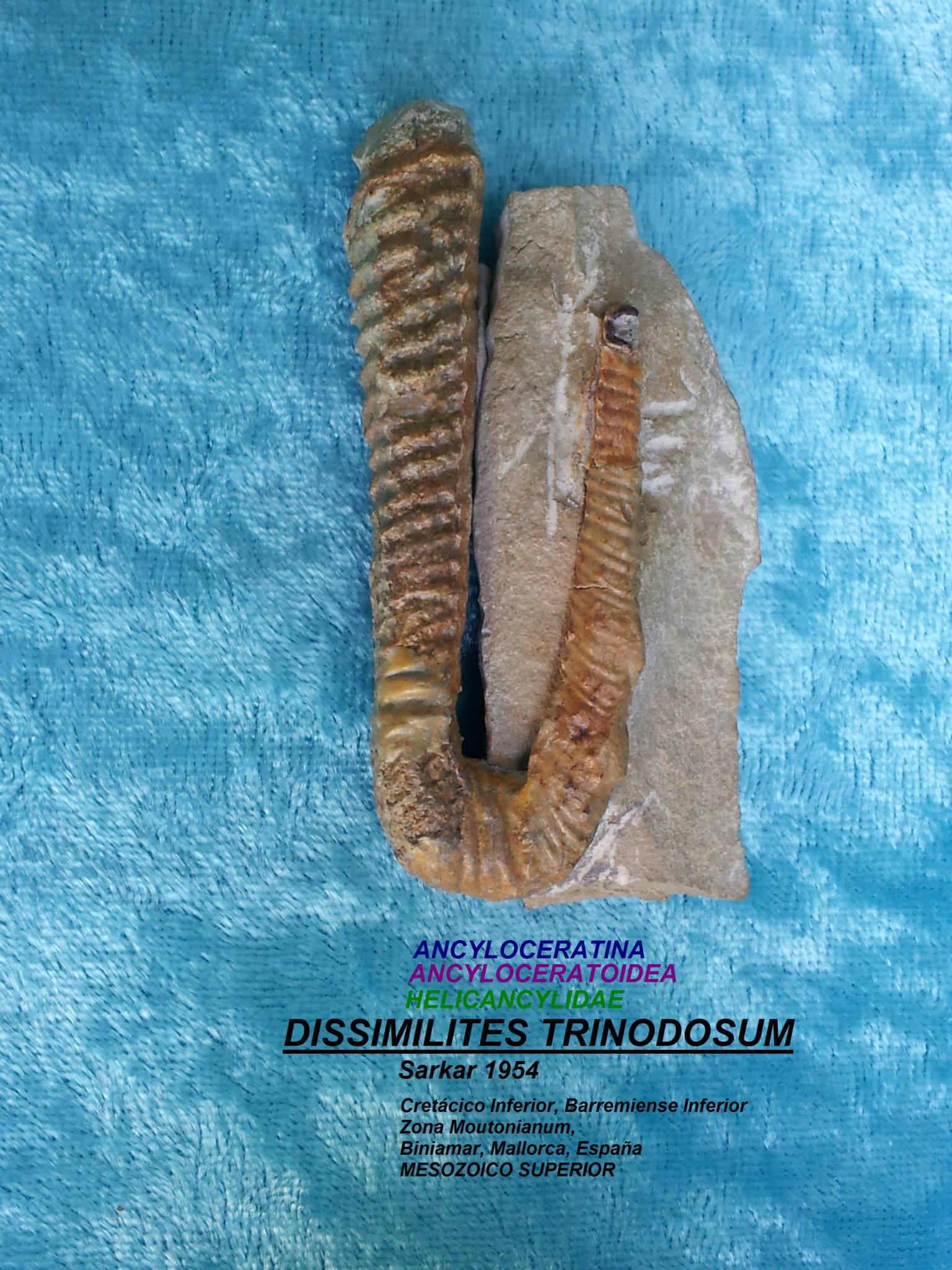 DISSIMILITES TRINODOSUM