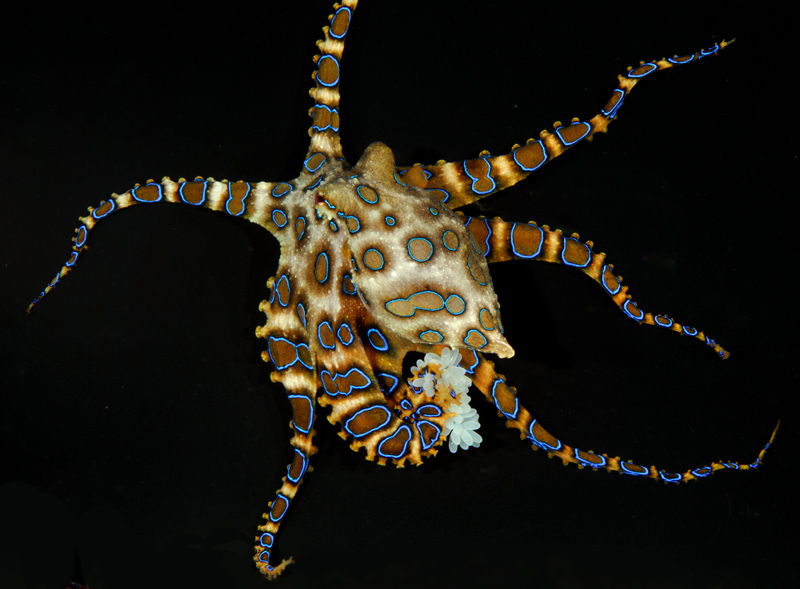 Female Blue-ringed Octopus with eggs