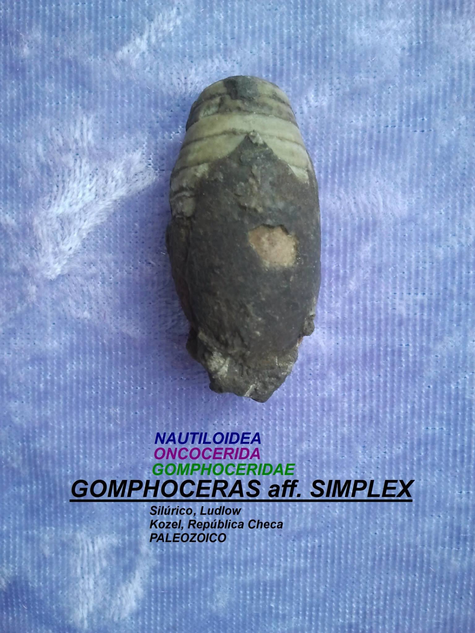 GOMPHOCERAS aff. SIMPLEX