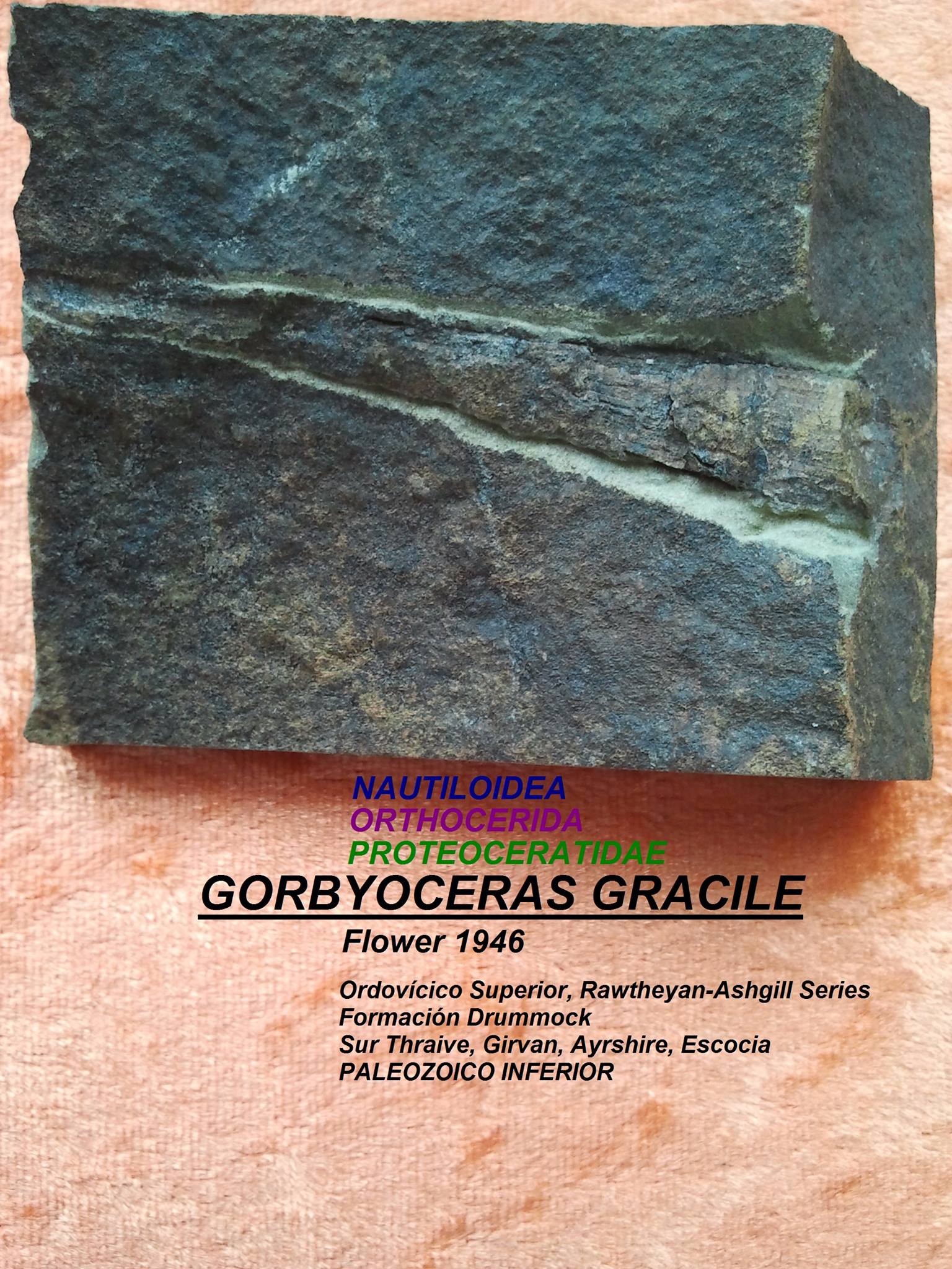 GORBYOCERAS GRACILE