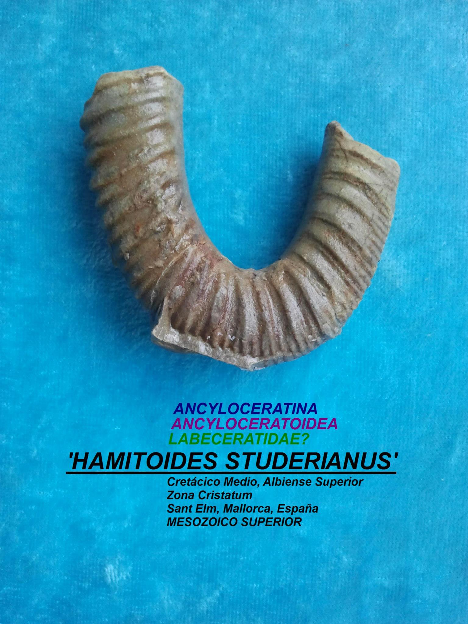 HAMITOIDES STUDERIANUS