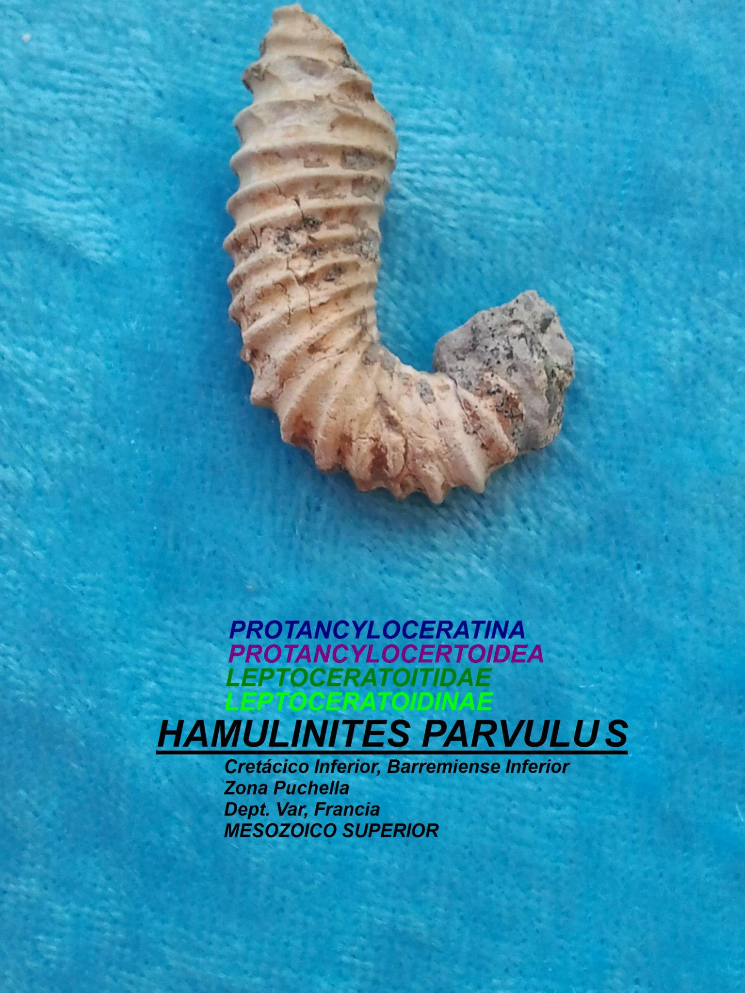 HAMULINITES PARVULUS