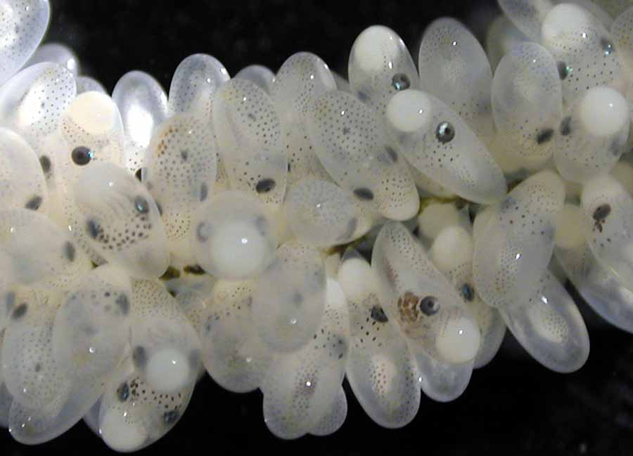 Hapalochlaena lunulata developing eggs