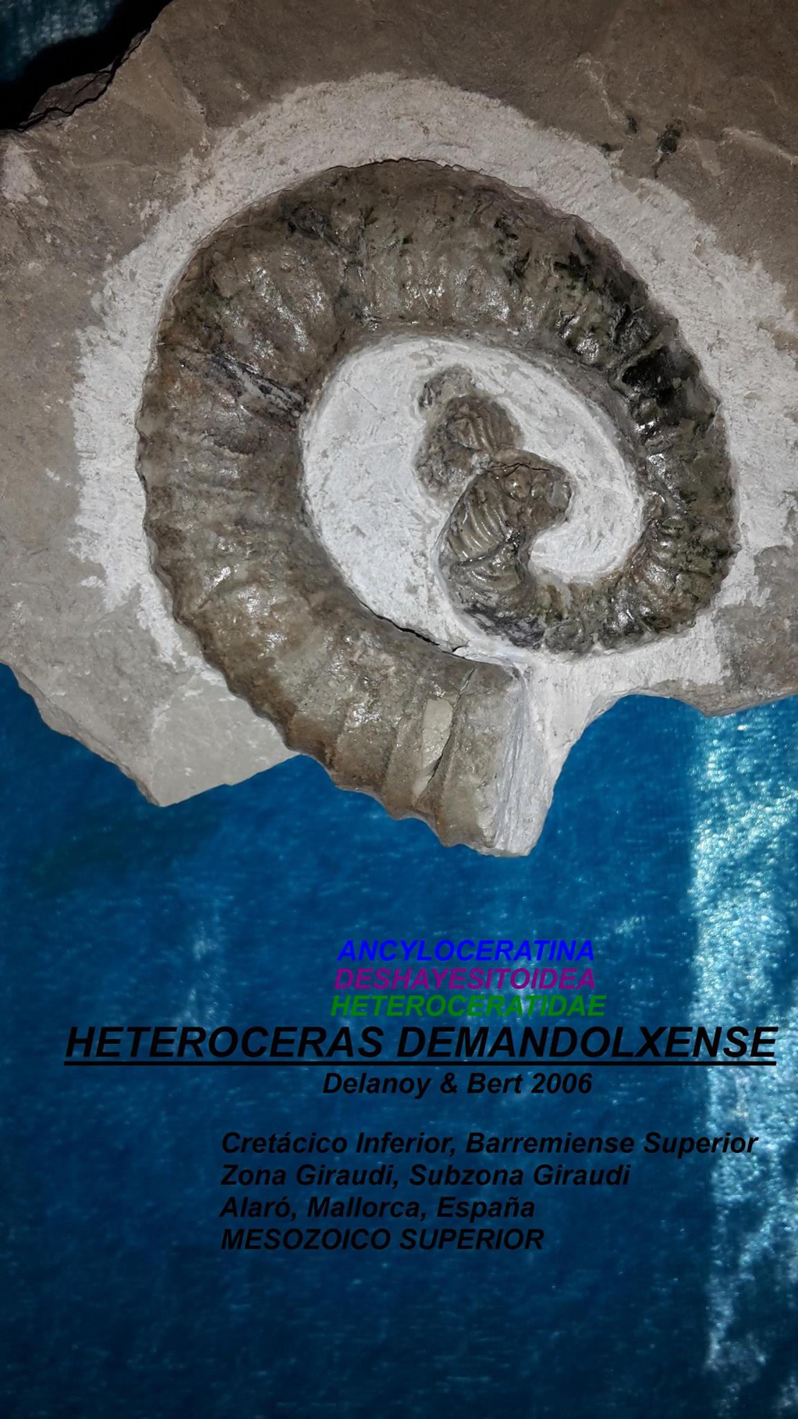 HETEROCERAS DEMANDOLXENSE (M)