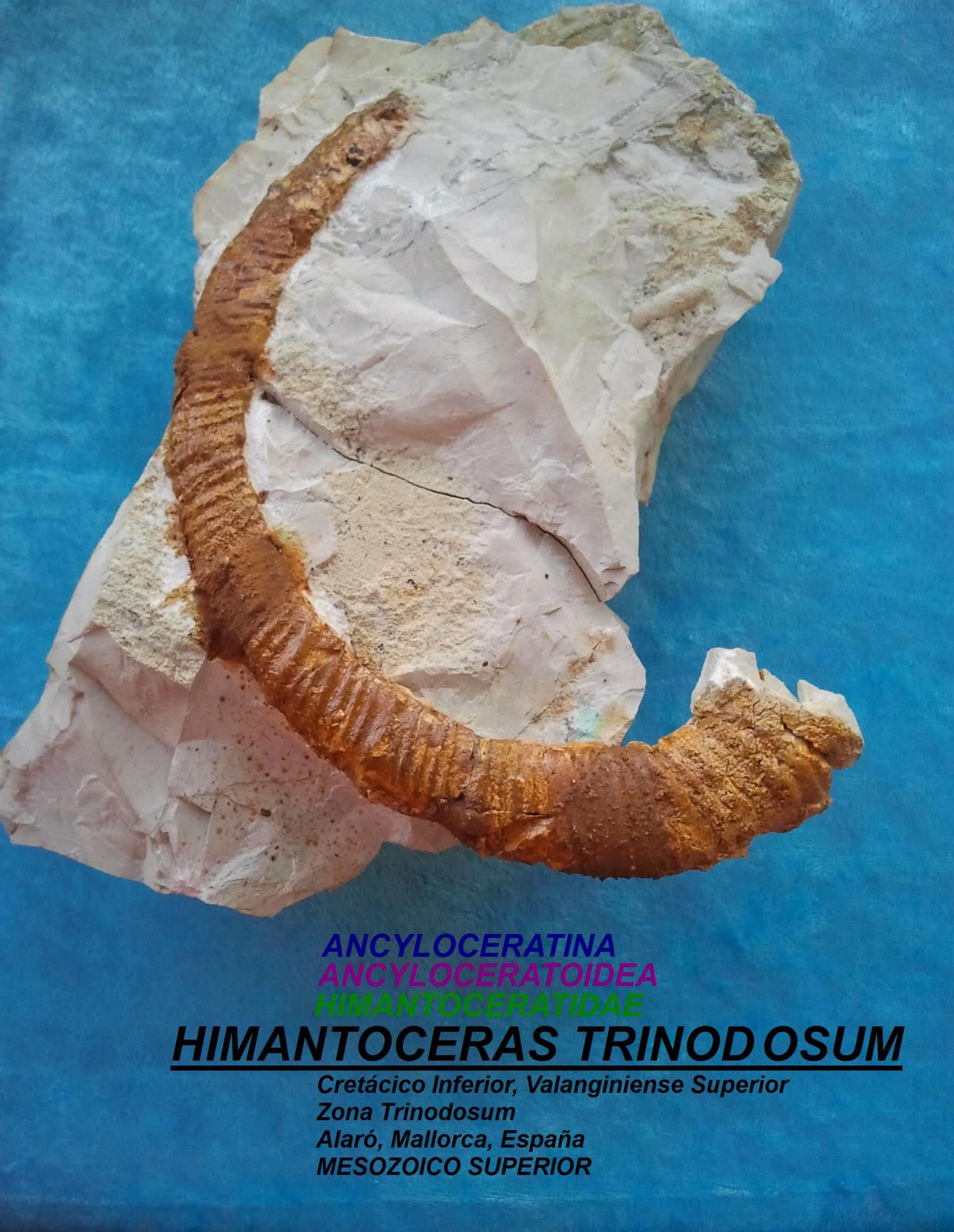 HIMANTOCERAS TRINODOSUM
