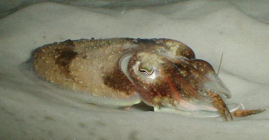 Jim Nieberding's cuttlefish, Lipwicki