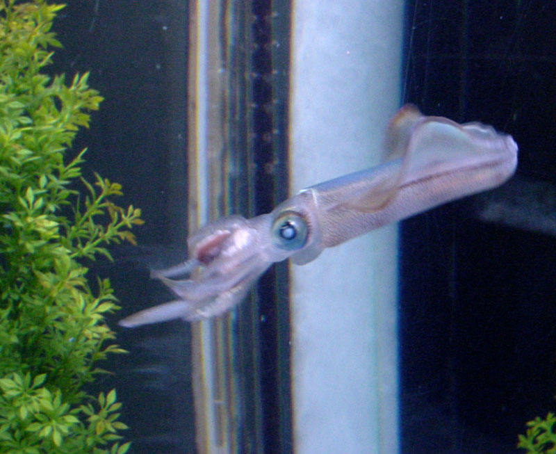 Juvenile Broad Squid in captivity