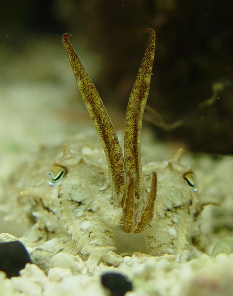 Juvenile cuttlefish faces the camera