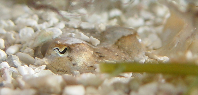 Juvenile cuttlefish hiding in the substrate