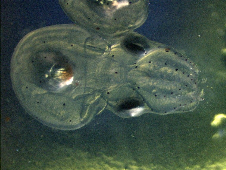 Larval octopus, by Dr. Steve O'Shea (2 of 5)