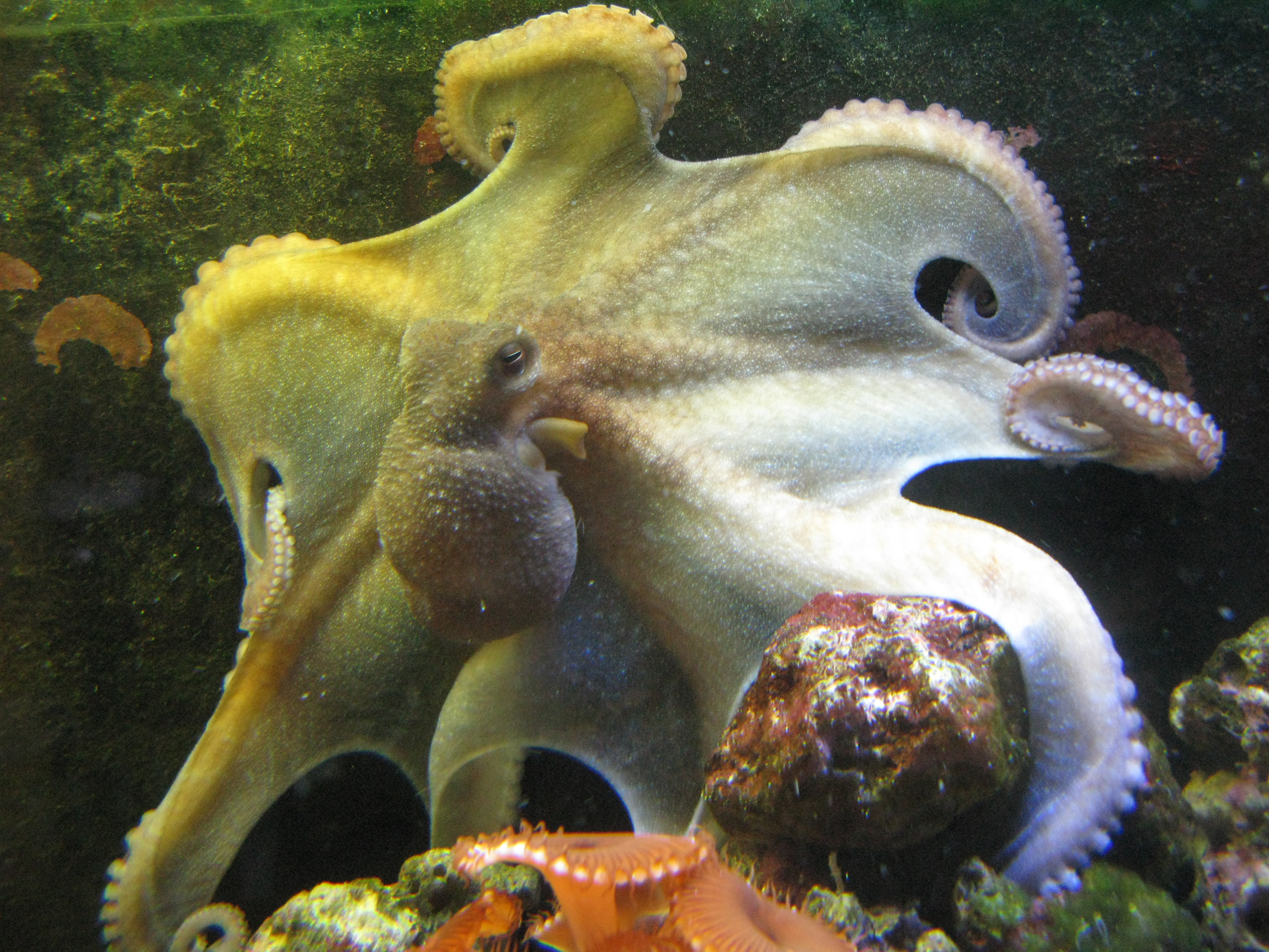 MamaCass 2010/05/28 - 2011/05/29 Octopus Briareus