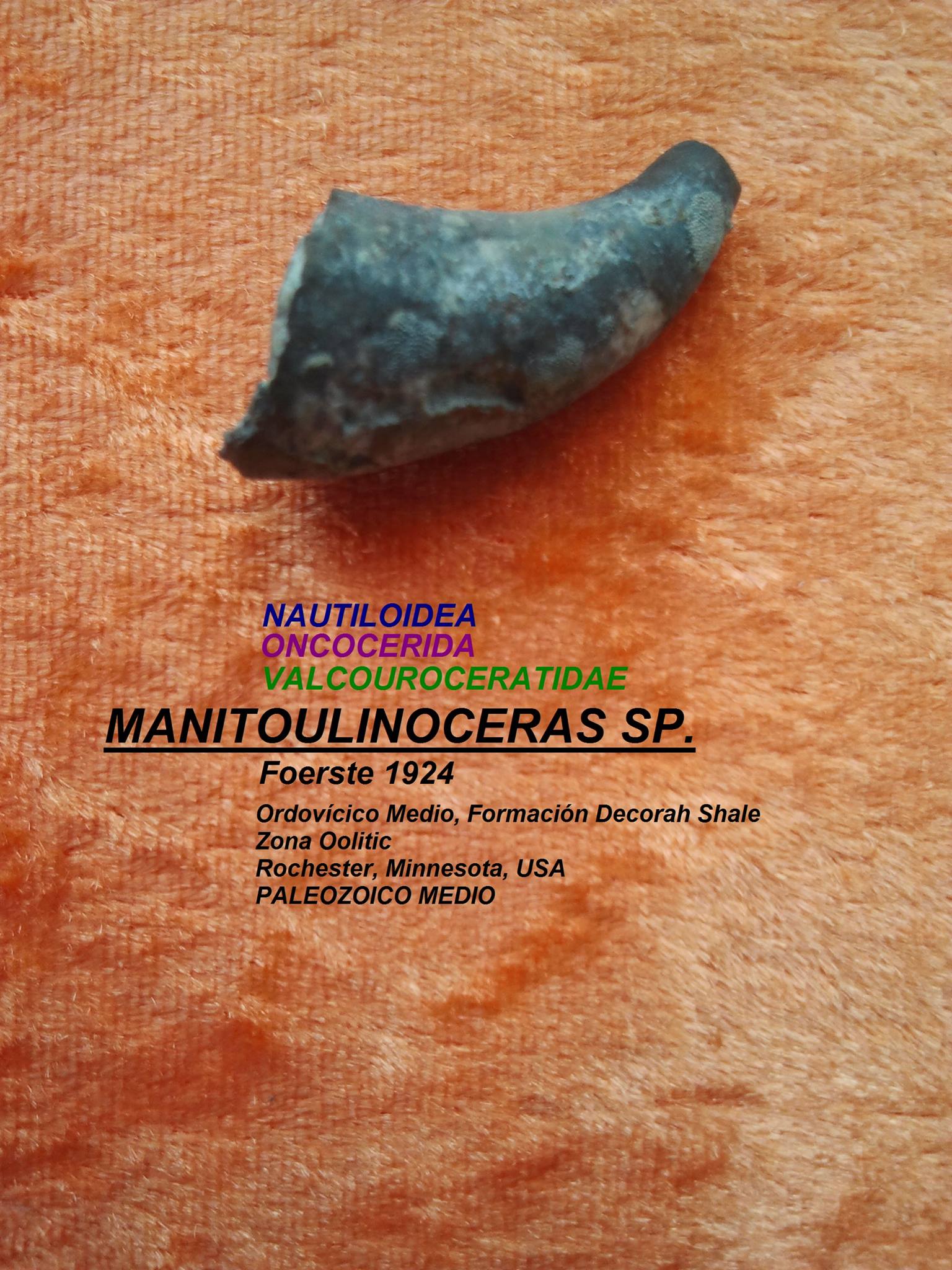 MANITOULINOCERAS SP.