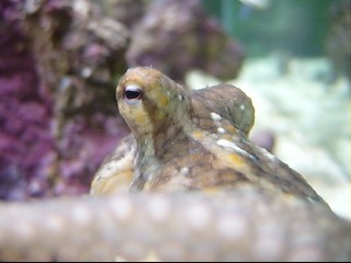 Mr. Octopus can see into your soul