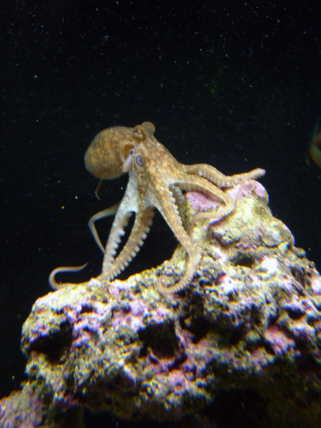 Mr. Octopus surveys his territory