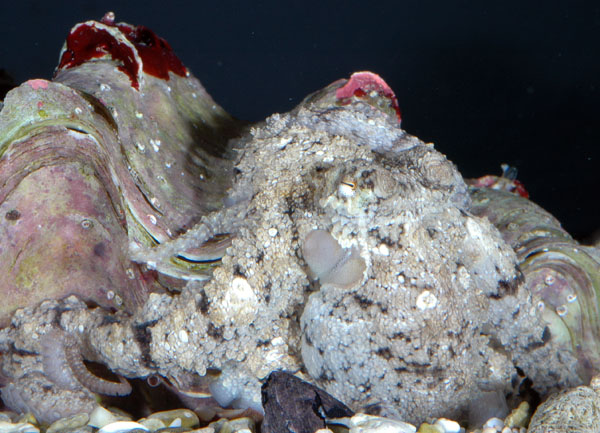 Ocotpus aculeatus male