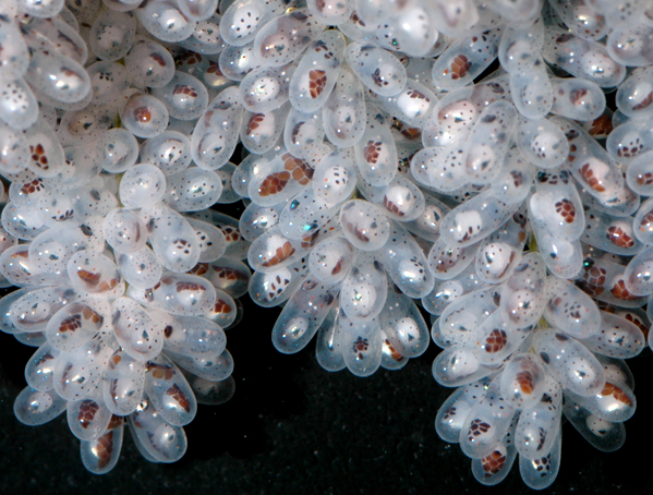 Octopus aculeatus eggs near hatching