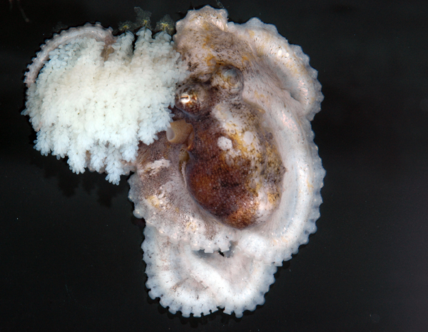 Octopus aculeatus female brooding eggs