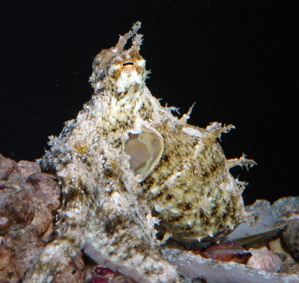 Octopus aculeatus female