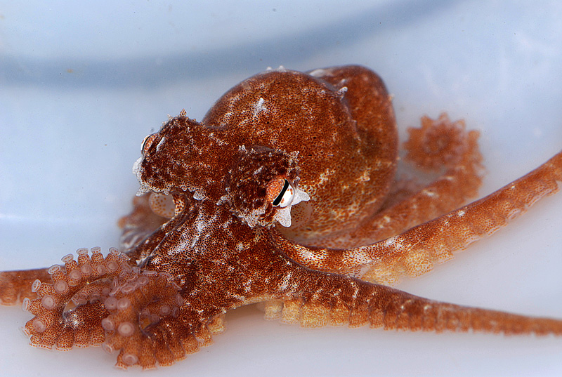 Octopus mercatoris adult