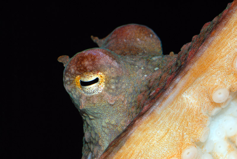 Octopus rubescens eye horn