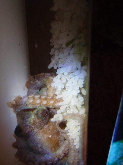 Octopus_mom_and_3_weeks_old_eggs