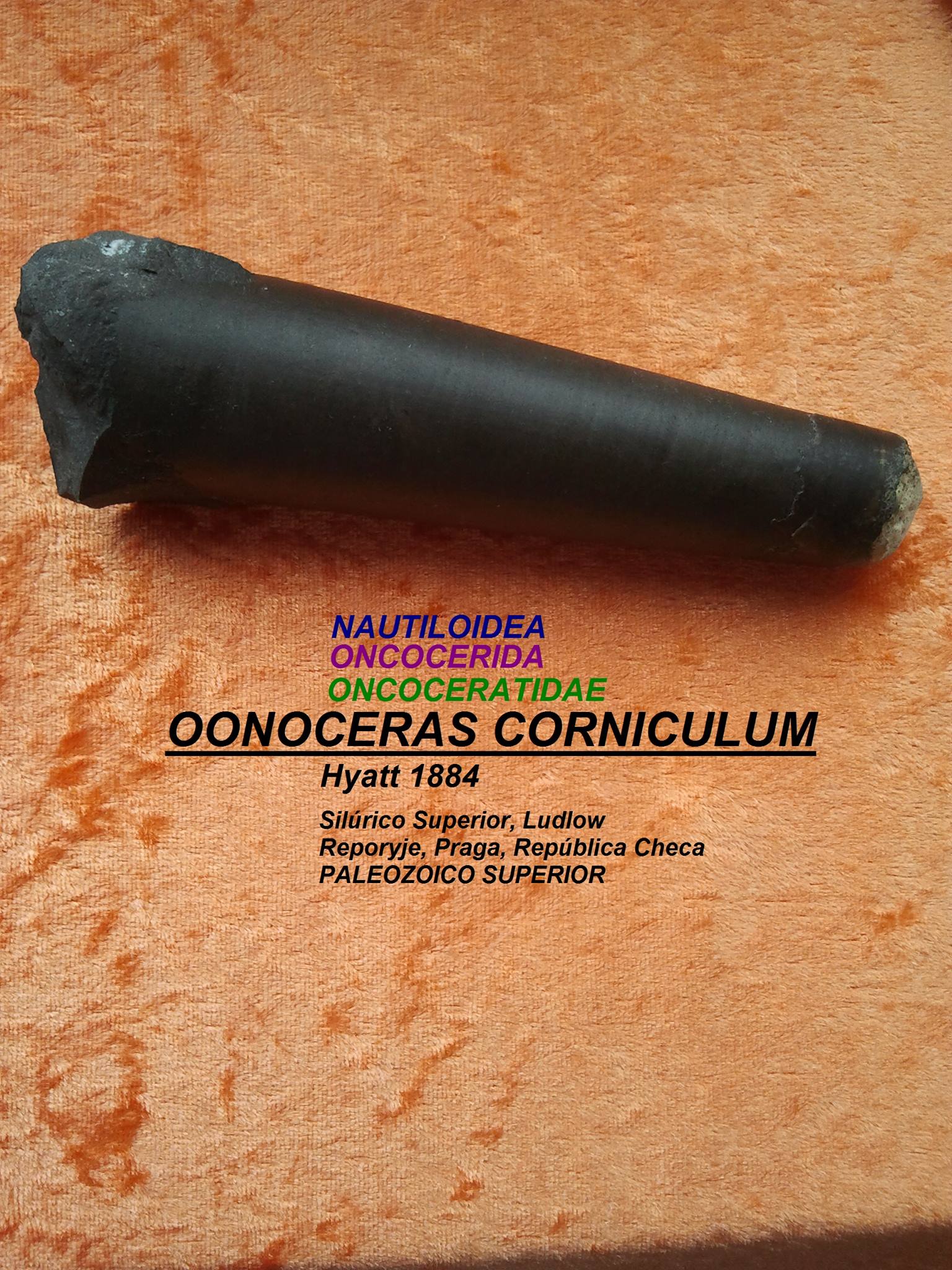 OONOCERAS CORNICULUM