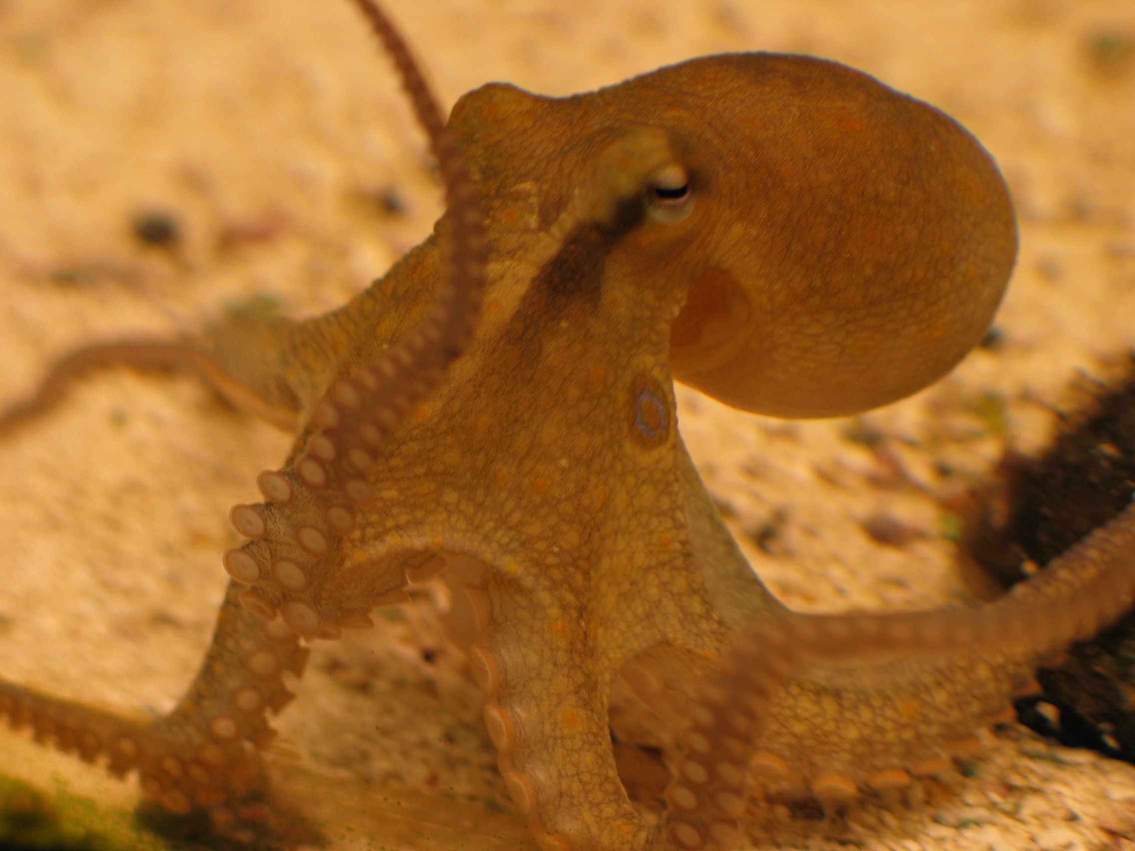 Rudiger's octopus