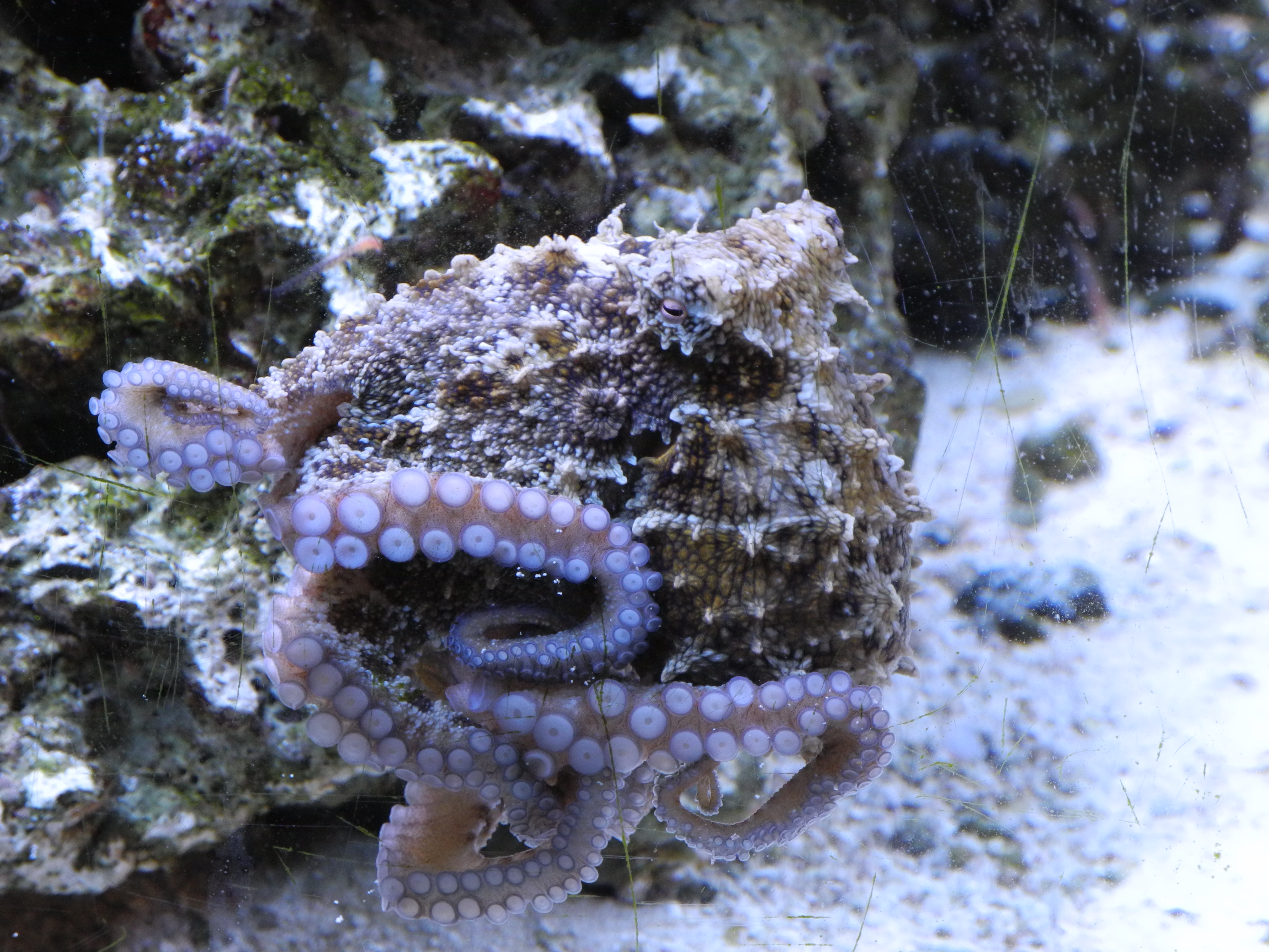 Image result for octopus hummelincki