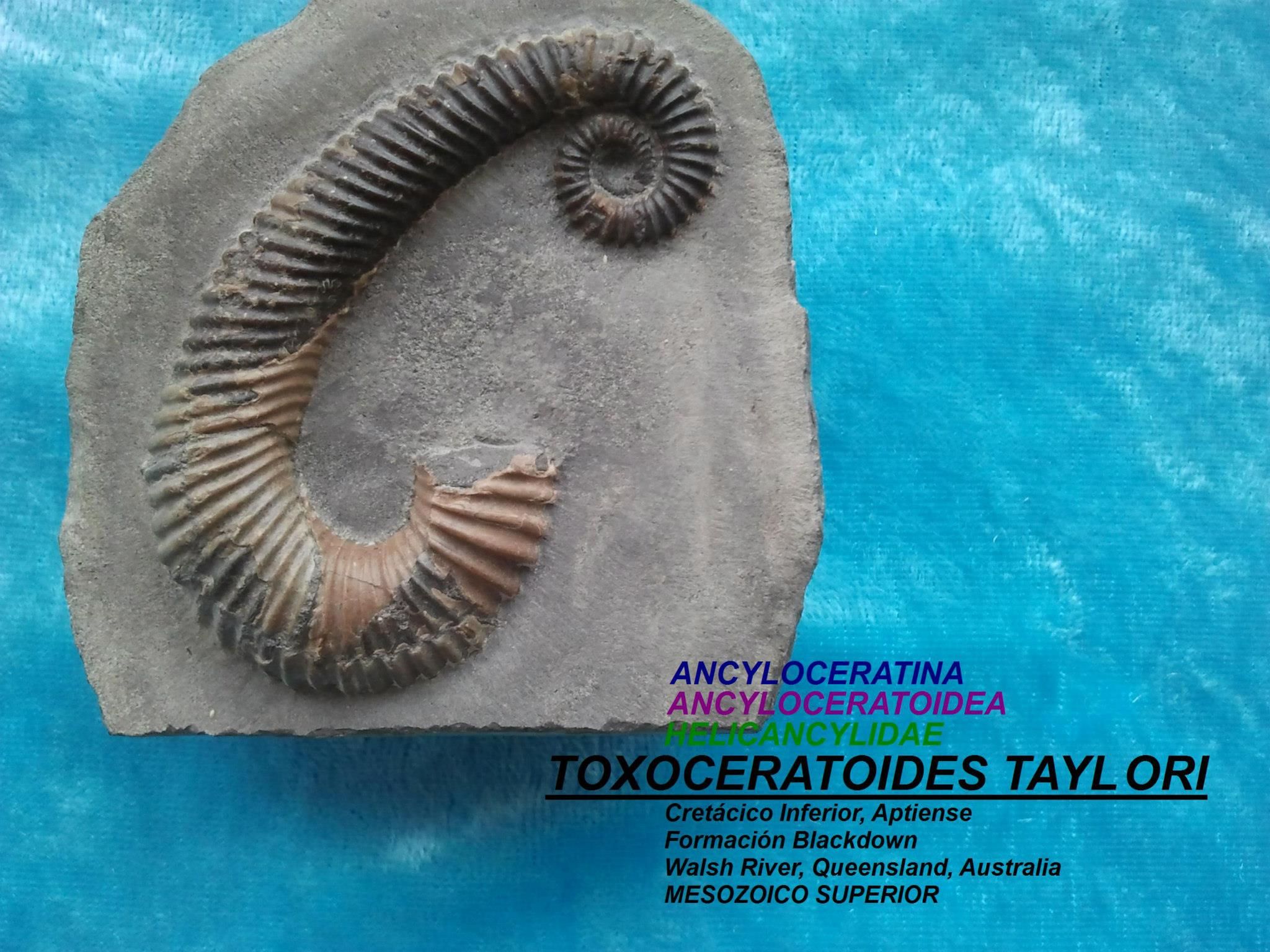 TOXOCERATOIDES TAYLORI