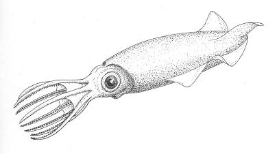 Trachyteuthis