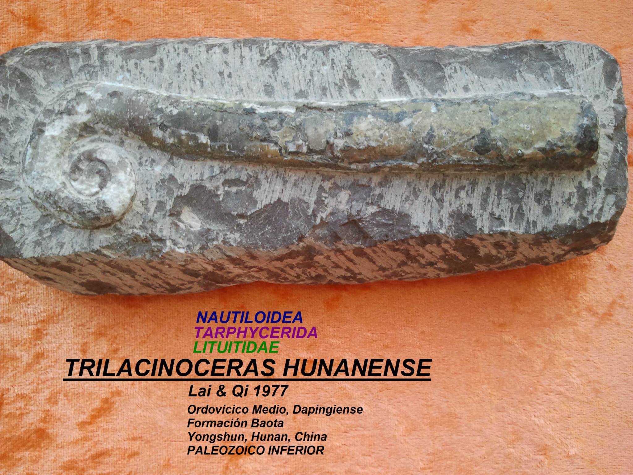 TRILACINOCERAS HUNANENSE